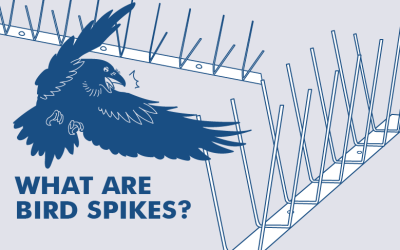 WHAT ARE BIRD SPIKES